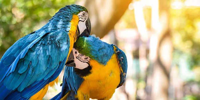 Amazon jungle wildlife tour Peru